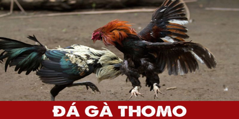 Quy tắc thi đấu diễn ra trong các sàn chọi gà Thomo